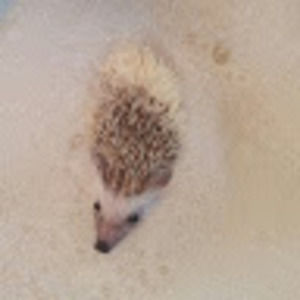 Meet your Posher, Hannah